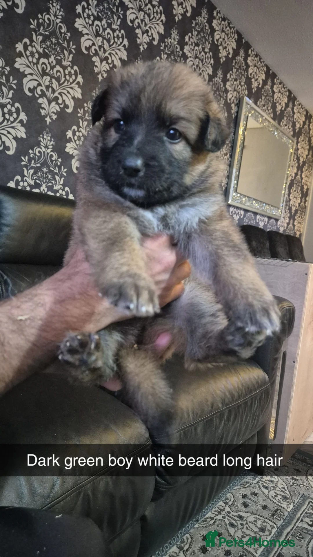 German Shepherd dogs for sale: GERMAN SHEPHERD PUPS  - Advert 23