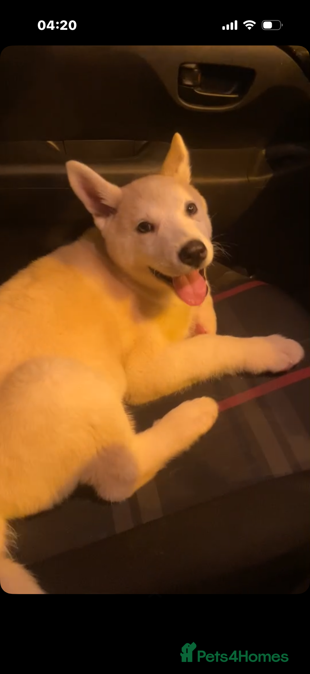 Siberian Husky dogs for sale: White male Siberian husky - Advert 1