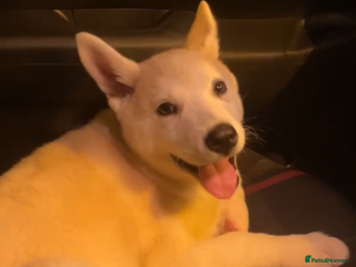 Siberian Husky dogs White male Siberian husky - Advert 6