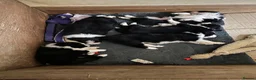 Border Collie dogs for sale: Border Collie puppies  - Advert 2