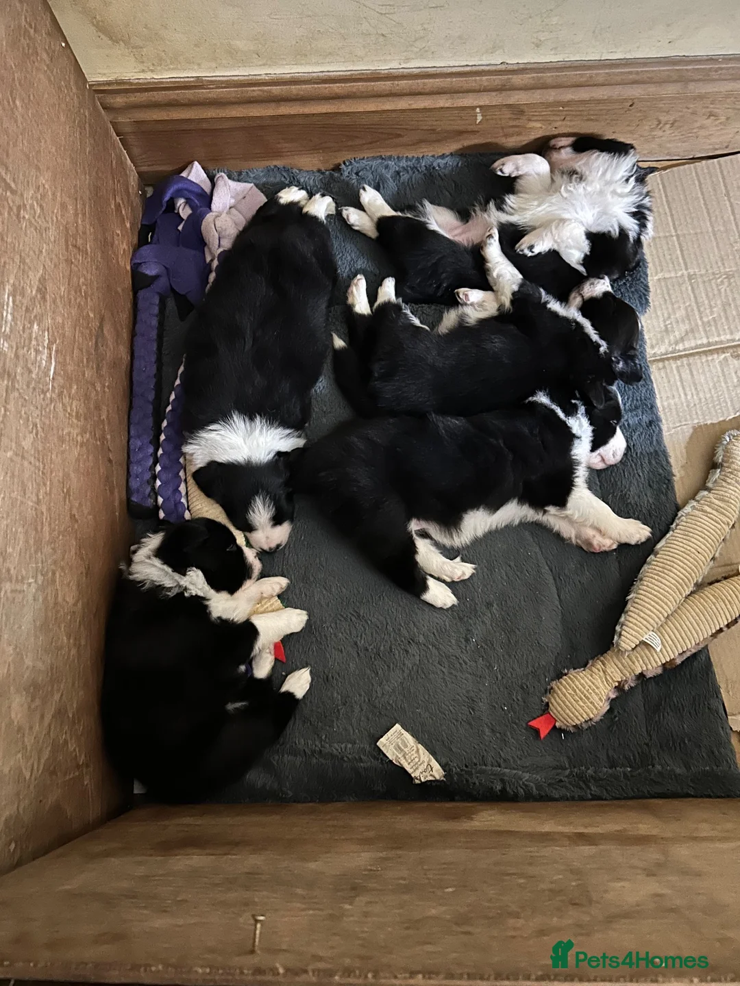 Border Collie dogs for sale: Border Collie puppies  - Advert 2