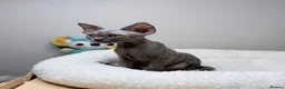 Devon Rex cats for sale: Beautiful blue boy!!!!! Ready to new home! - Advert 6