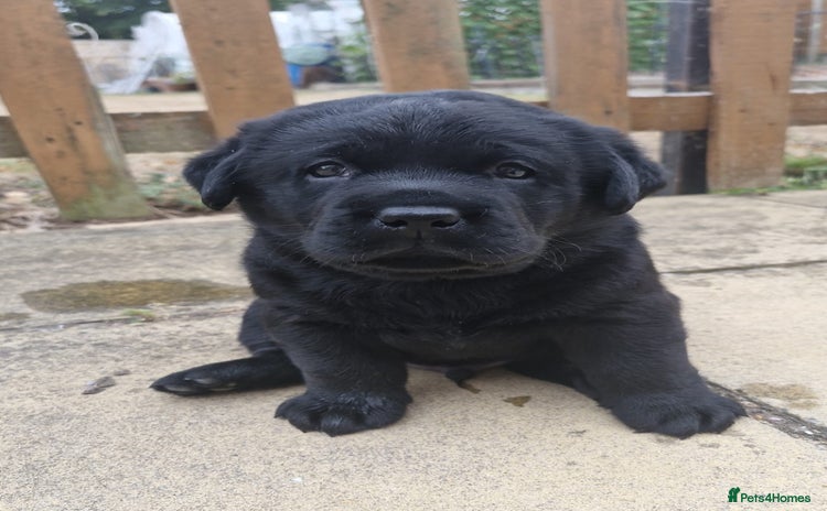 Labrador Retriever dogs - Advert 3