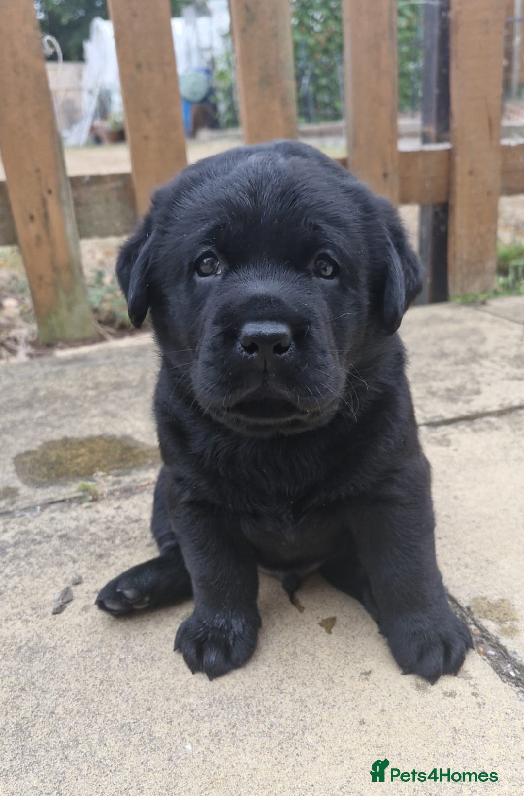 Labrador Retriever dogs for sale: Chunky Show Black Labrador Puppies - Image 1