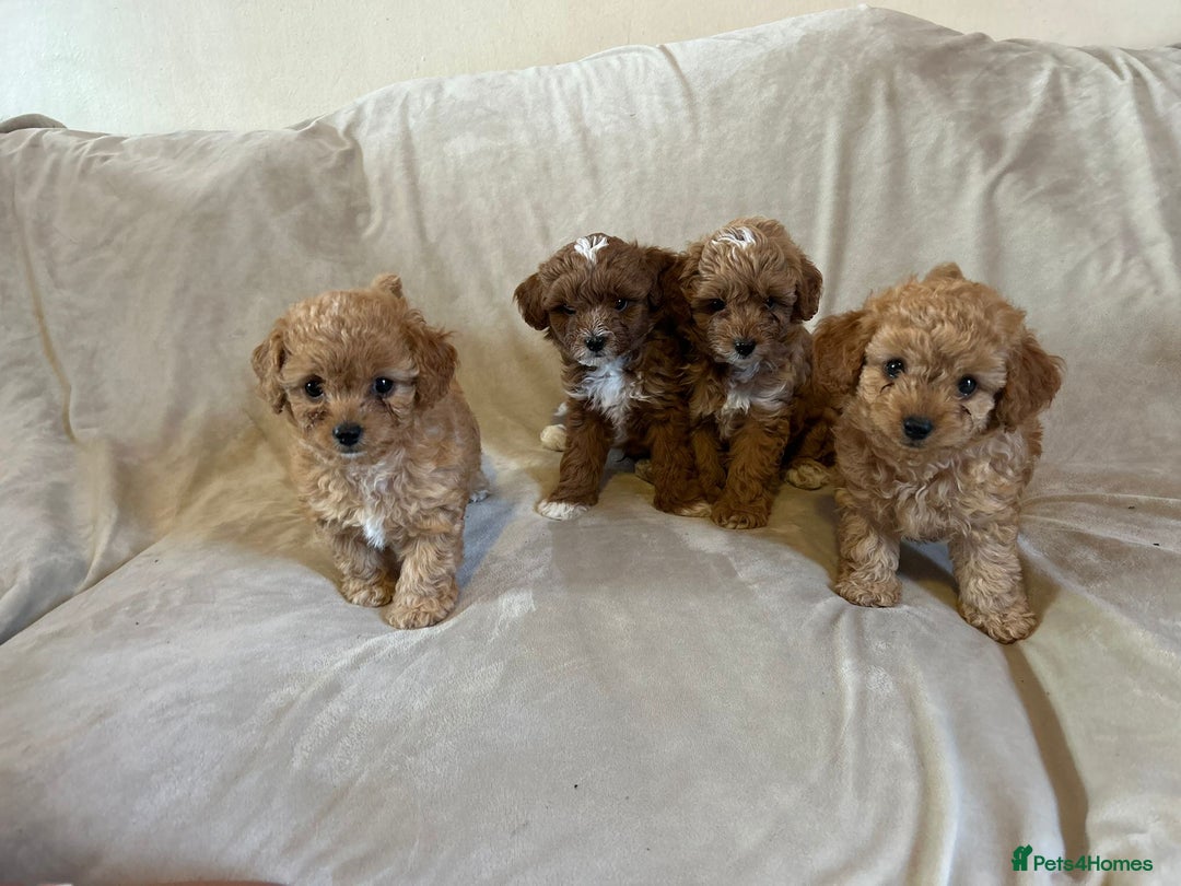 Cavapoo dogs for sale: Beautiful F1b Cavapoos Socialised, Family Raised, - Image 9