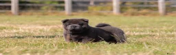 Chow Chow dogs for sale: Stunning smooth and fluffy ChowChow puppies  - Advert 10