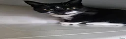 Mixed Breed cats for sale: Gorgeous boy for sale in Warrington - Advert 1