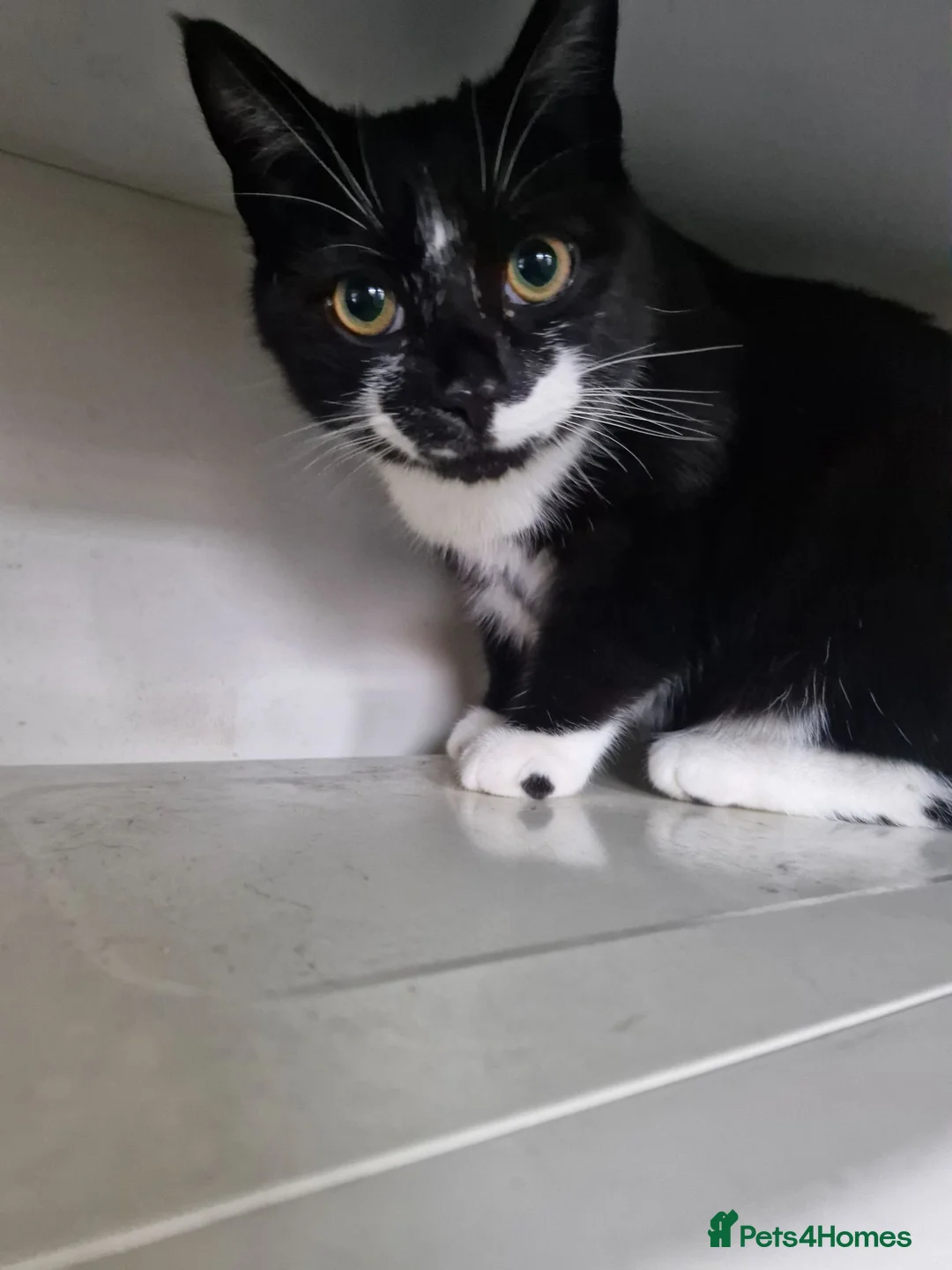 Mixed Breed cats for sale: Gorgeous boy for sale in Warrington - Advert 1