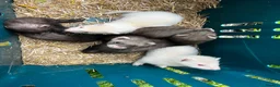 Ferret rodents for sale: Ferret kits  in Belper - Advert 1
