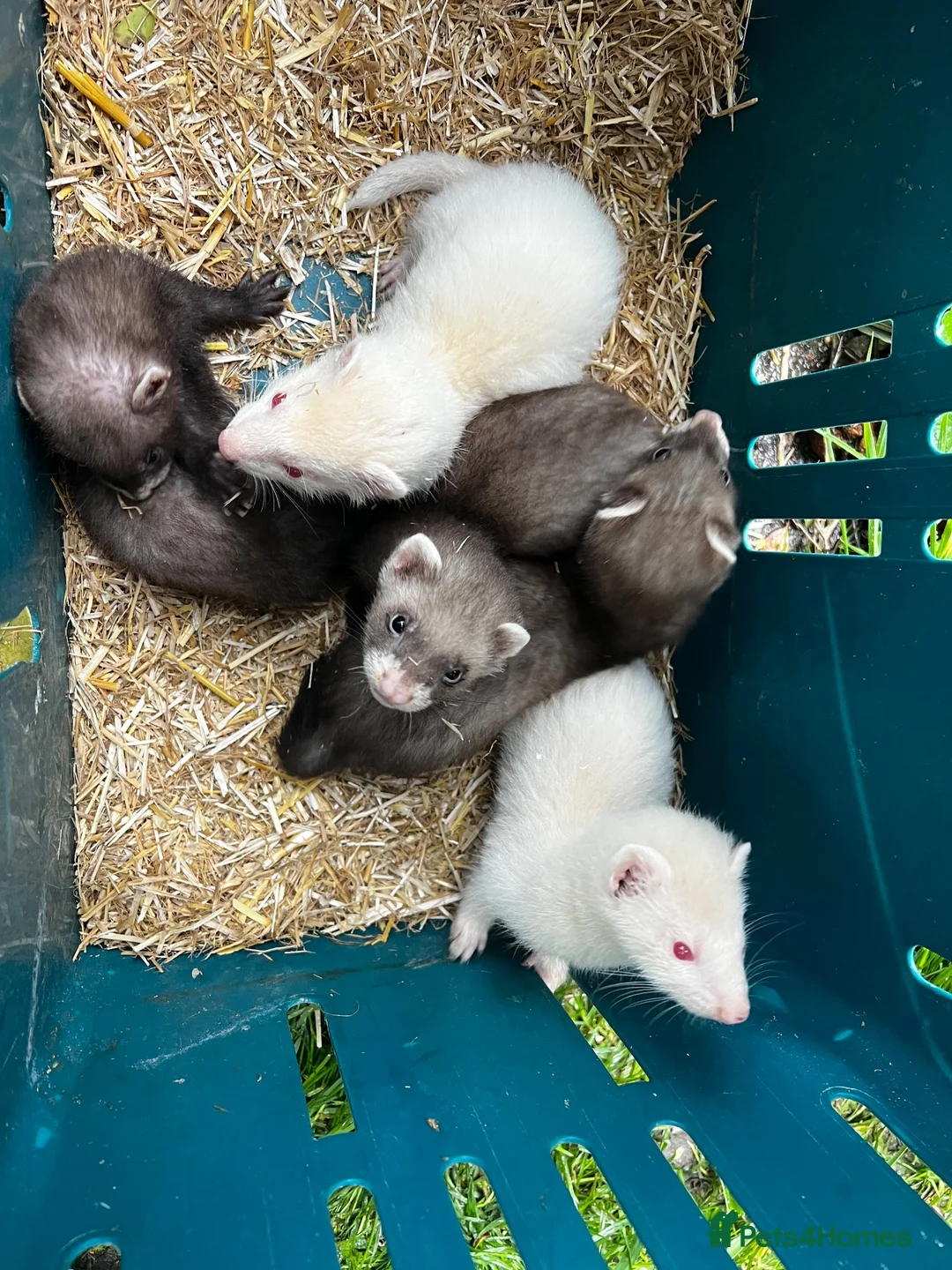 Ferret rodents for sale: Ferret kits  in Belper - Advert 1