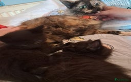 Ragdoll cats for sale: 2 female Ragdolls for sale  - Image 3