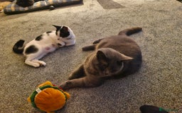 British Shorthair cats for sale: British Shorthair Mix Kittens  - Image 20