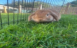 Mini Lop rabbits for sale: Mini Lop rabbit  - Image 2