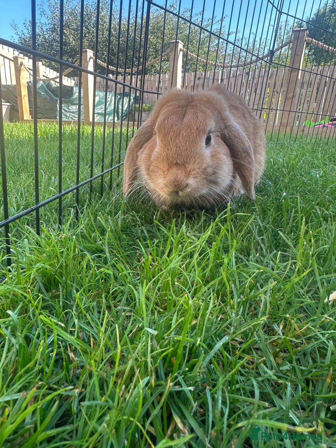 Mini Lop rabbits for sale: Mini Lop rabbit  - Image 2