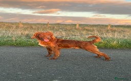 American Cocker Spaniel dogs for sale: Cocker spaniel male for sale - Advert 5