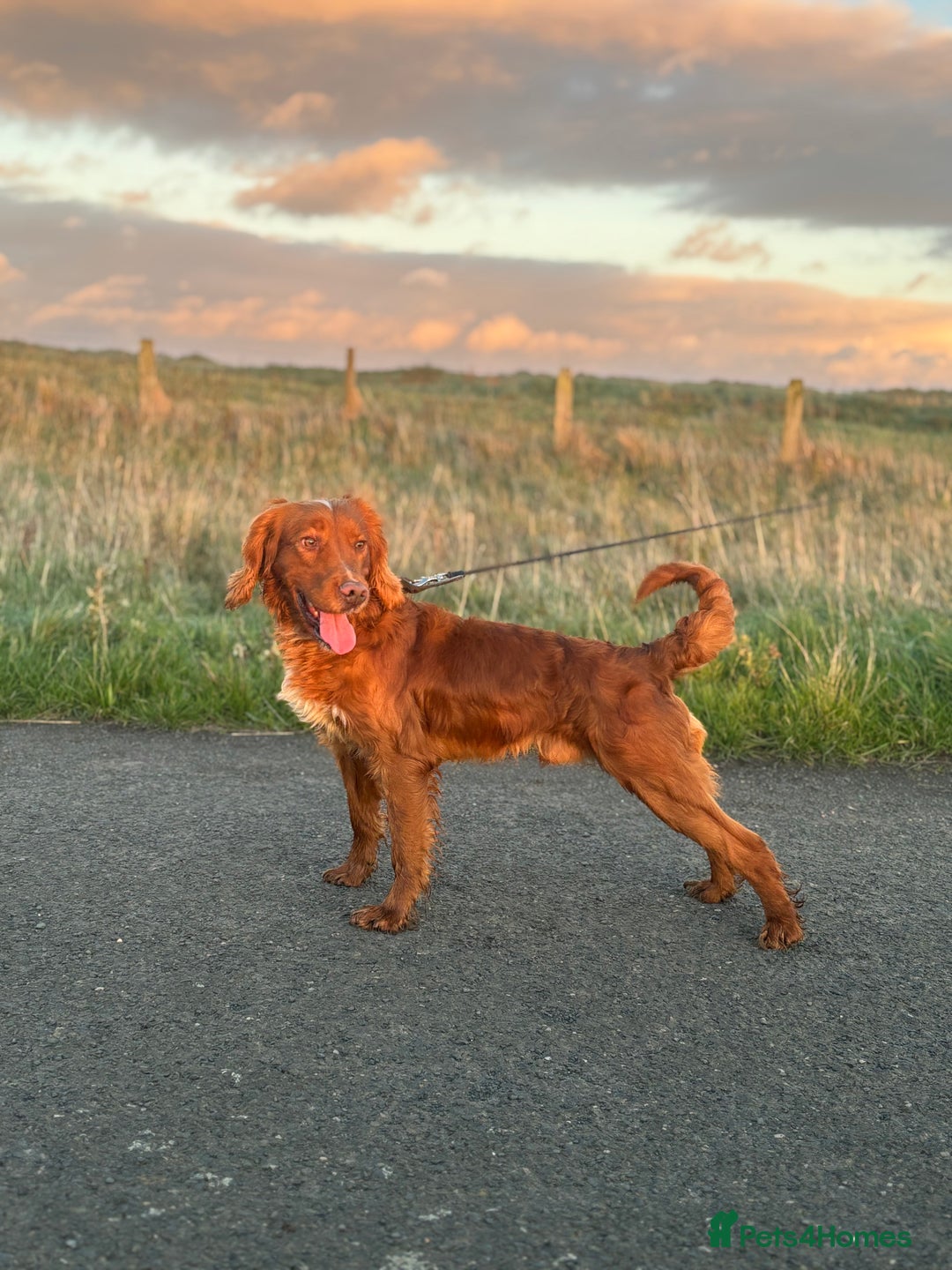 American Cocker Spaniel dogs for sale: Cocker spaniel male for sale - Advert 5