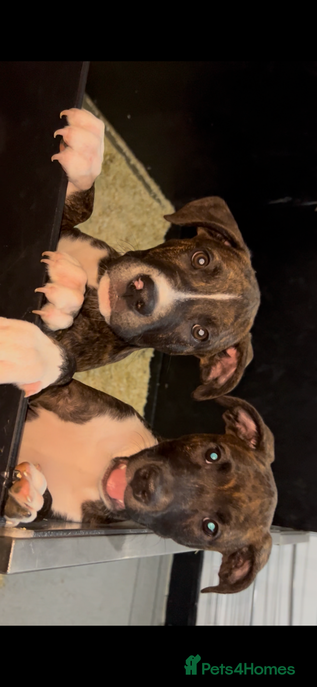 Mixed Breed dogs for sale: The Last 3 babies  - Advert 7