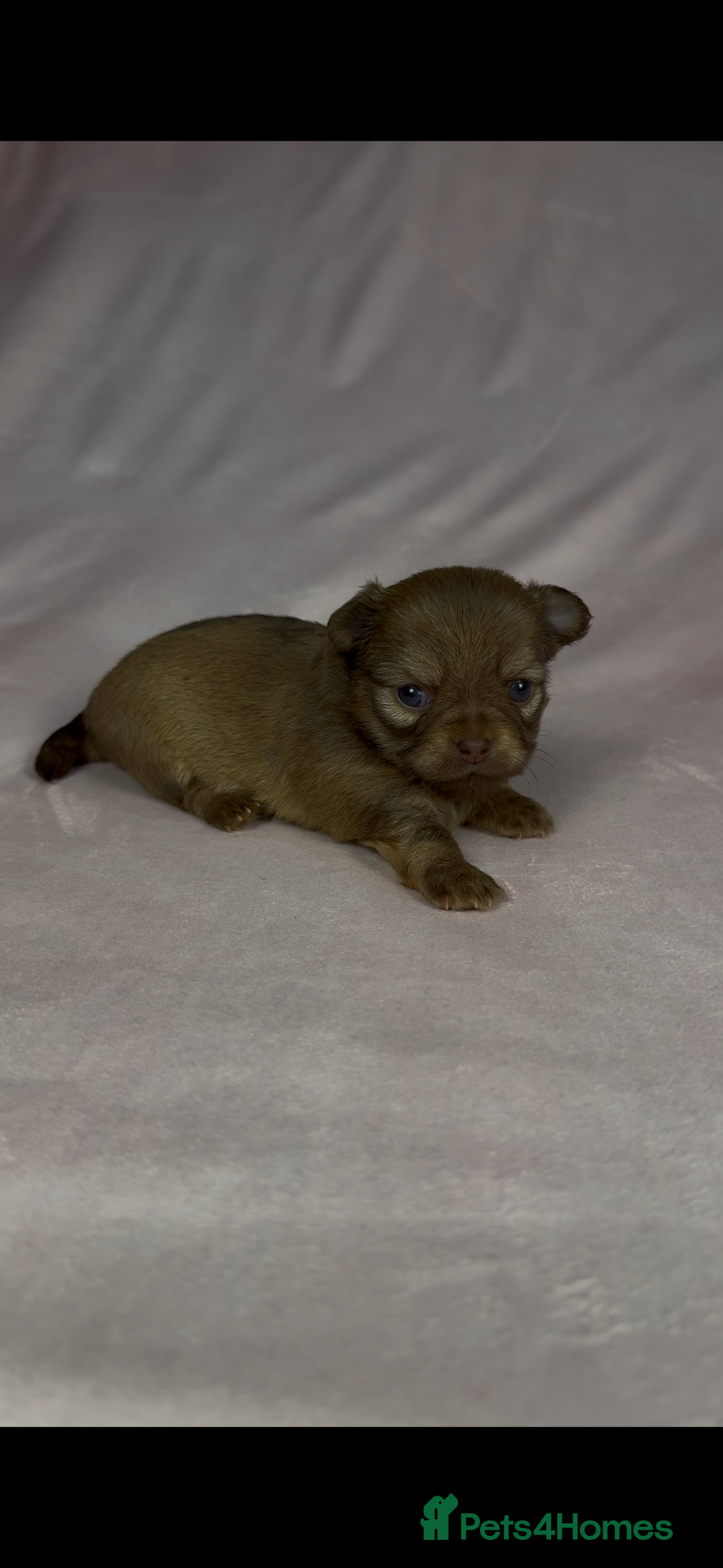 Chihuahua dogs for sale: Chihuahua puppies available on  ** s  - Advert 15