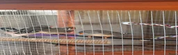 Finches birds for sale: Variety of Finches - Advert 3