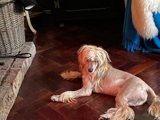 Chinese Crested dogs Beautiful hhl crested girl - Advert 9