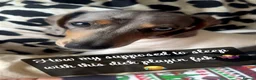 Dachshund dogs for sale: 7 month old Dashound - Advert 3