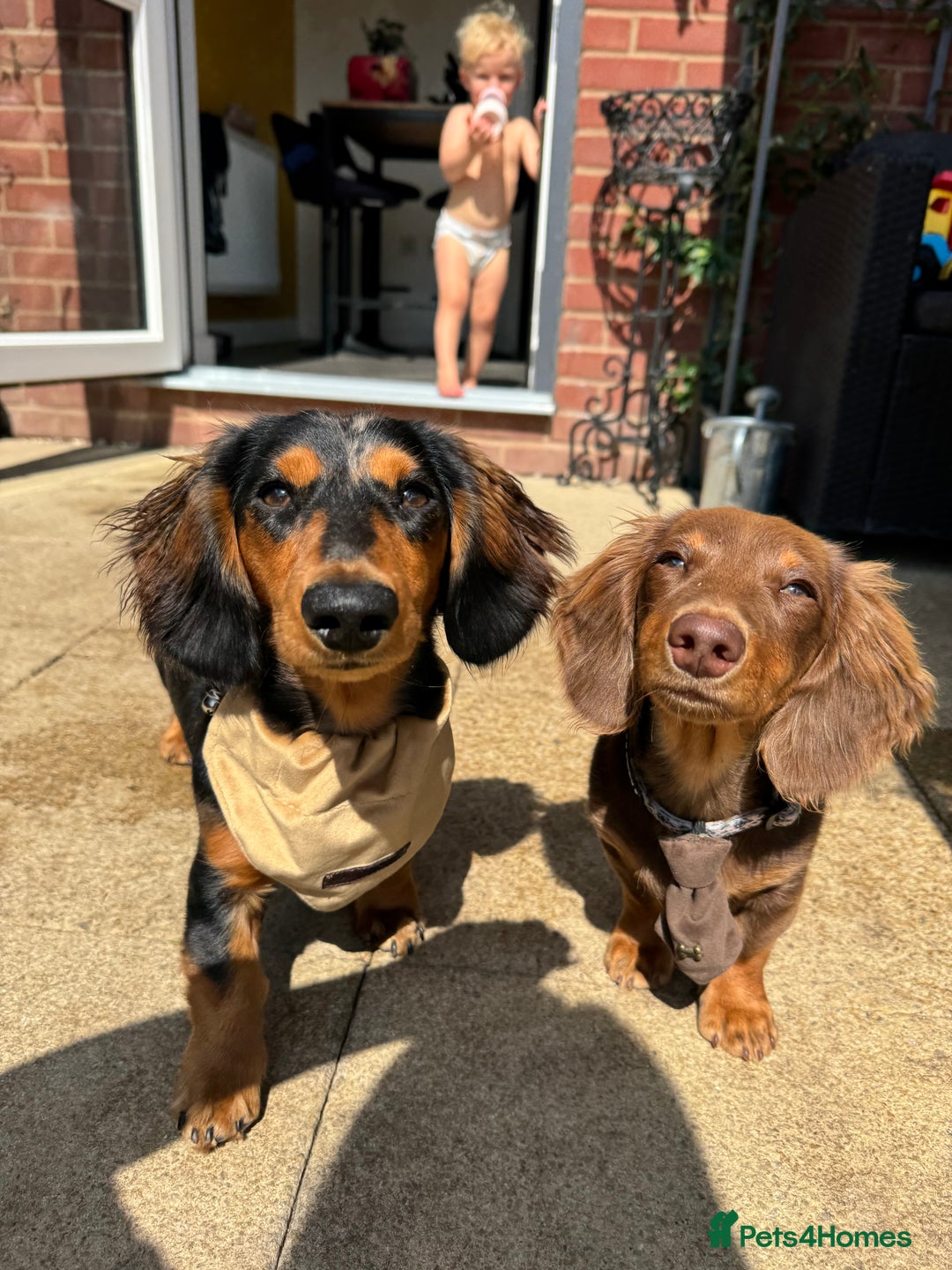 Miniature Dachshund dogs for sale: Rehoming - Advert 1