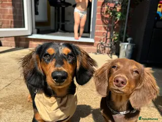 Miniature Dachshund dogs Rehoming - Advert 12