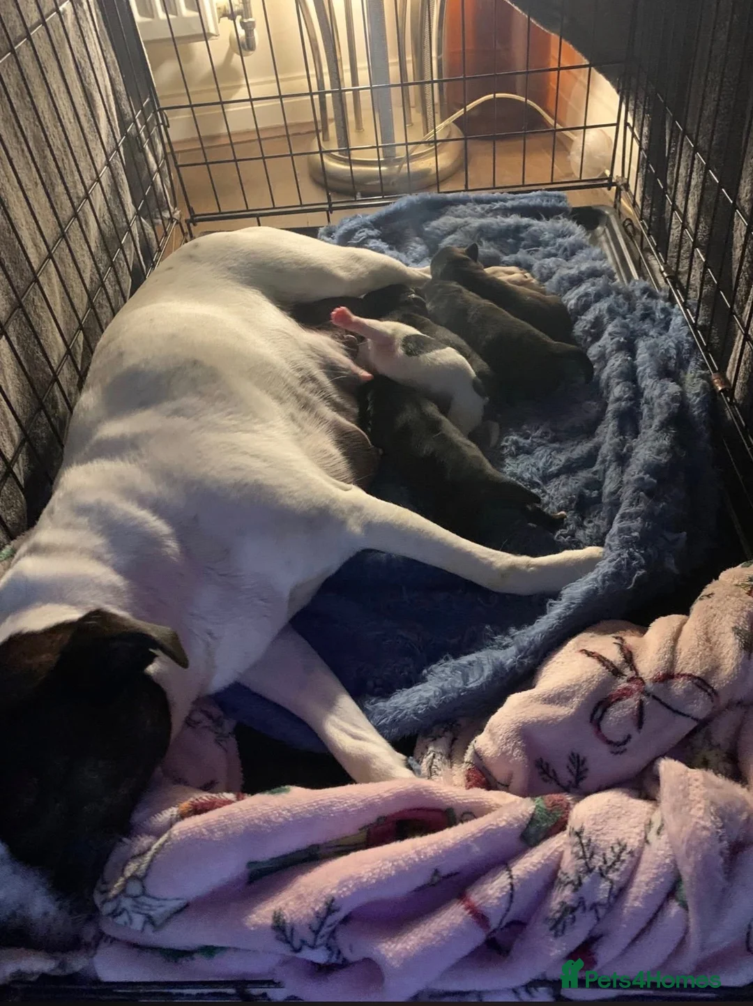 Mixed Breed dogs for sale: Staff cross French bull dog  in Bristol - Advert 2