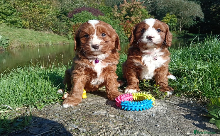 Cavapoo dogs - Advert 1