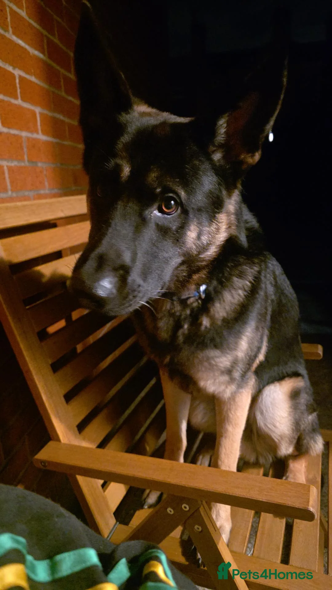 Mixed Breed dogs for sale: Shepkita Puppies - Advert 2