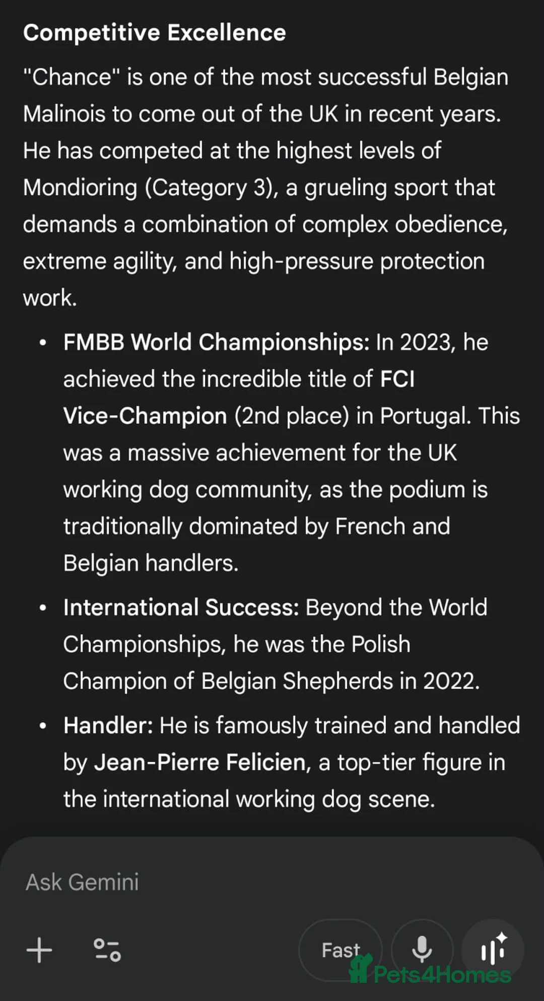 Belgian Shepherd Dog dogs for stud: CHANCE MR3 Vice Champion PSA2 at STUD - Advert 2