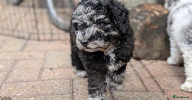 Poochon dogs - Advert 10