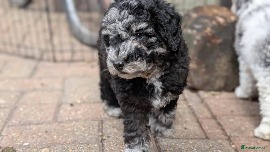 Poochon dogs for sale: Poochon pups ready now Rare colours - Image 3