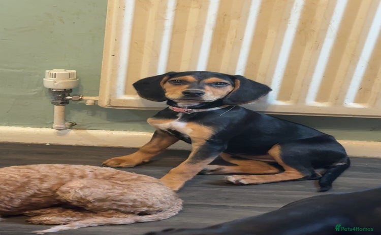 Mixed Breed dogs - Advert 3