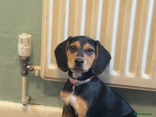 Mixed Breed dogs - Advert 1