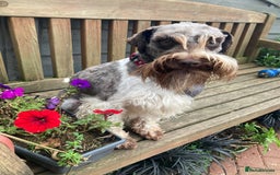 Miniature Schnauzer dogs for stud: CHOCOLATE / WHITE MINIATURE SCHNAUZER AT STUD in Coventry - Image 3