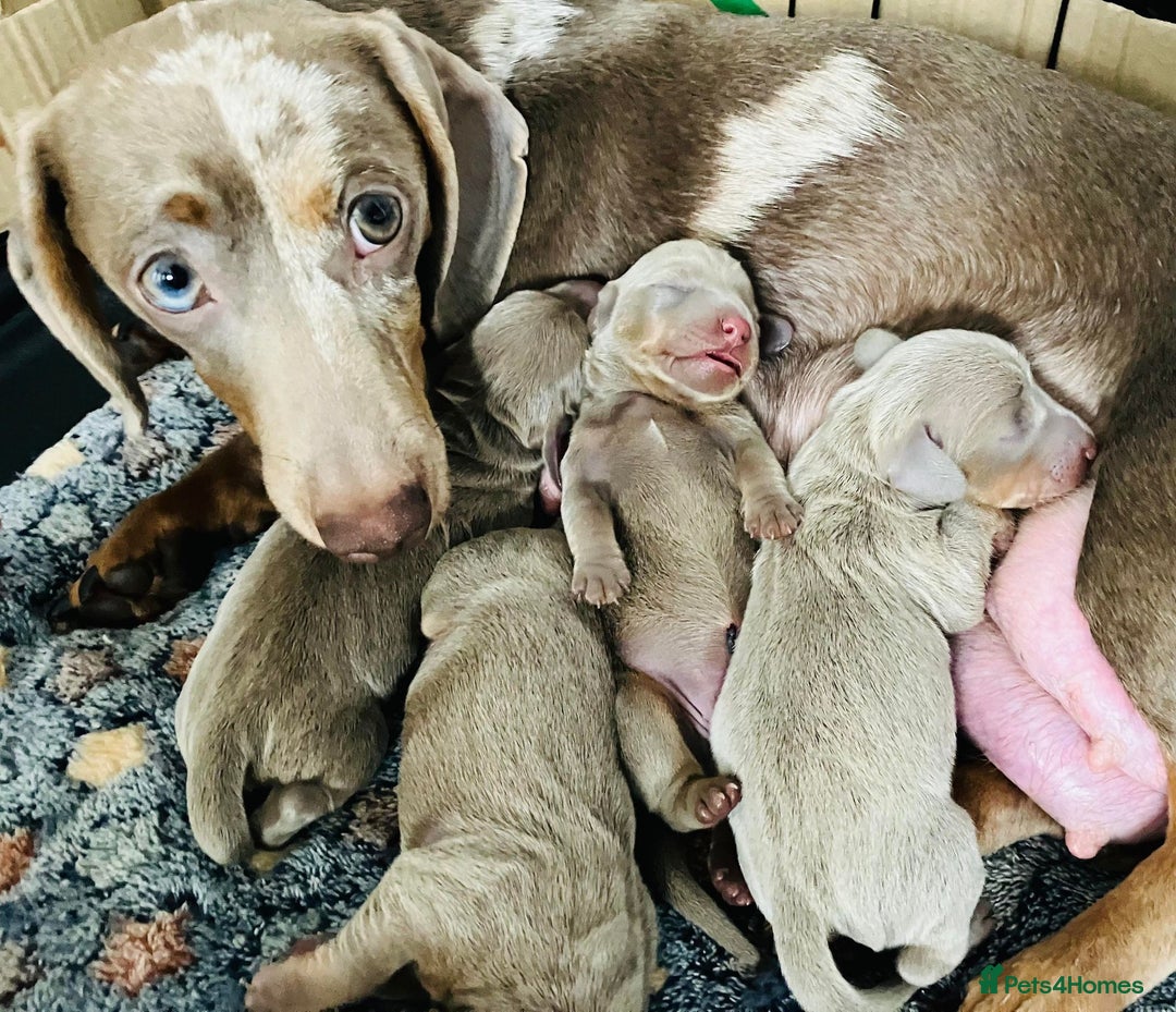 Miniature Dachshund dogs for stud: ⭐️KC ISABELLA L/l1 PRA DM & OI CLEAR COI0.0% STUD  in Gunnislake - Advert 10