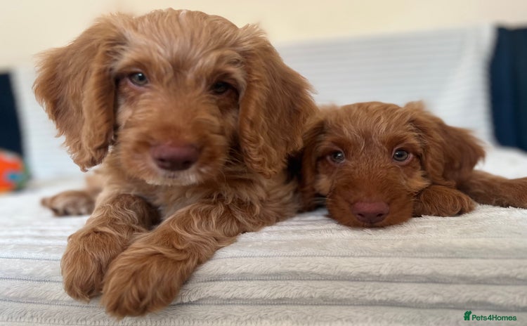 Cockapoo dogs - Advert 1