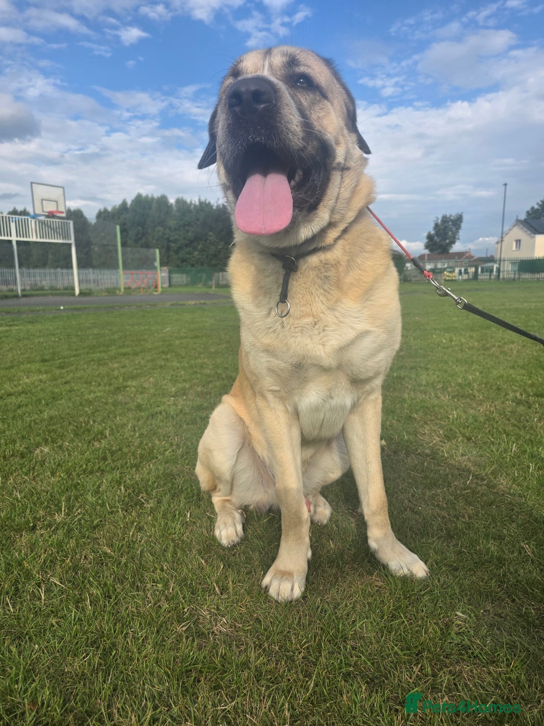 Mixed Breed dogs for sale: Gentle giant, only 5 stars home - Image 4