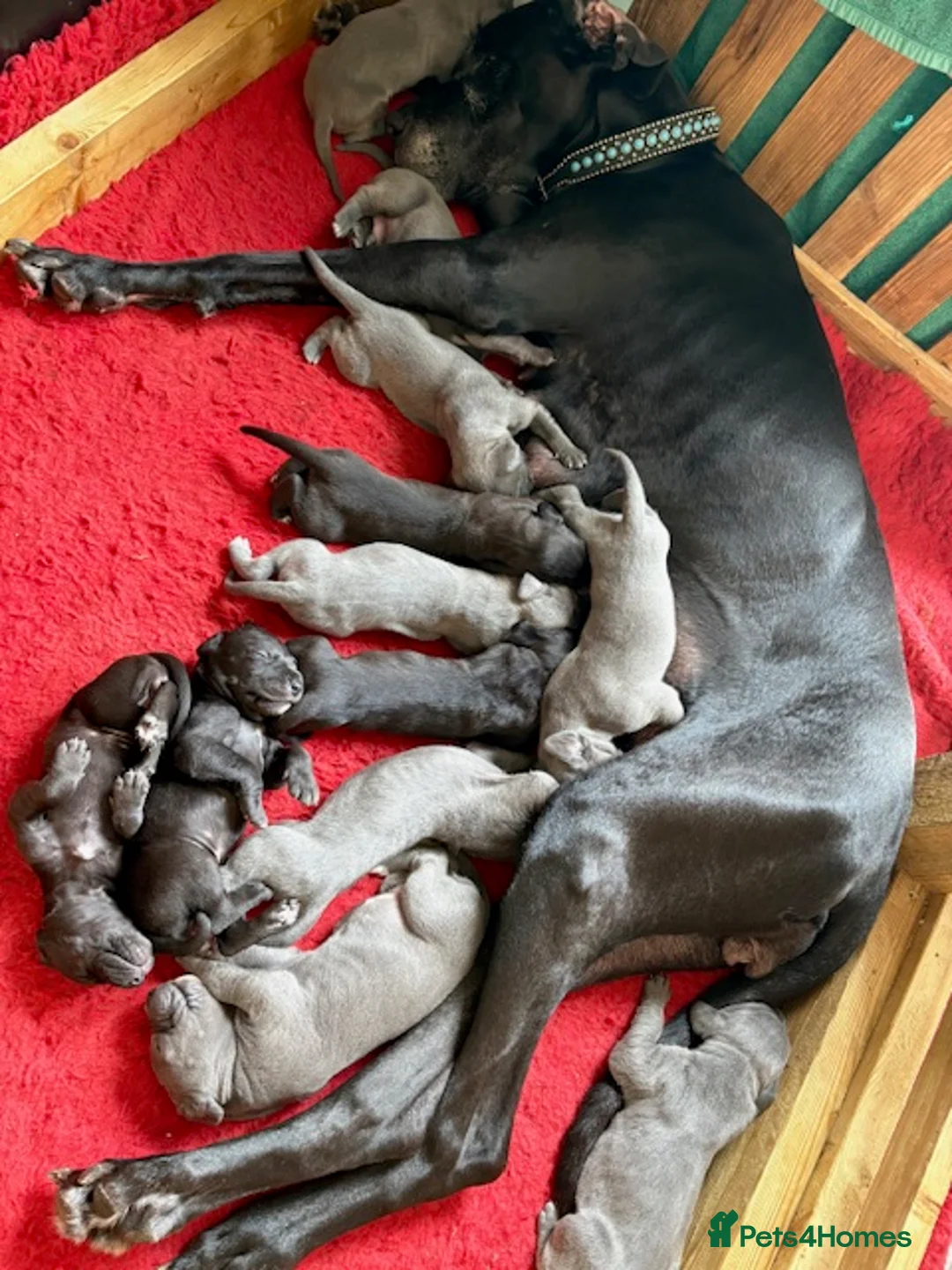 Great Dane dogs for sale: Pedigree registered blue and black Great Dane Pups - Advert 1