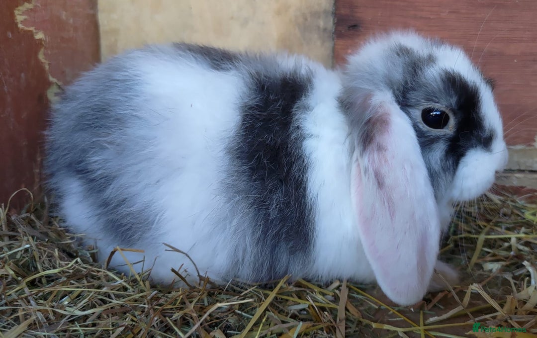 Mini Lop rabbits for sale: Gorgeous Mini Lop X French Bunnies Ready to Go! - Image 12