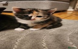 Mixed Breed cats for sale: Half maincoon half domestic tom - Image 3