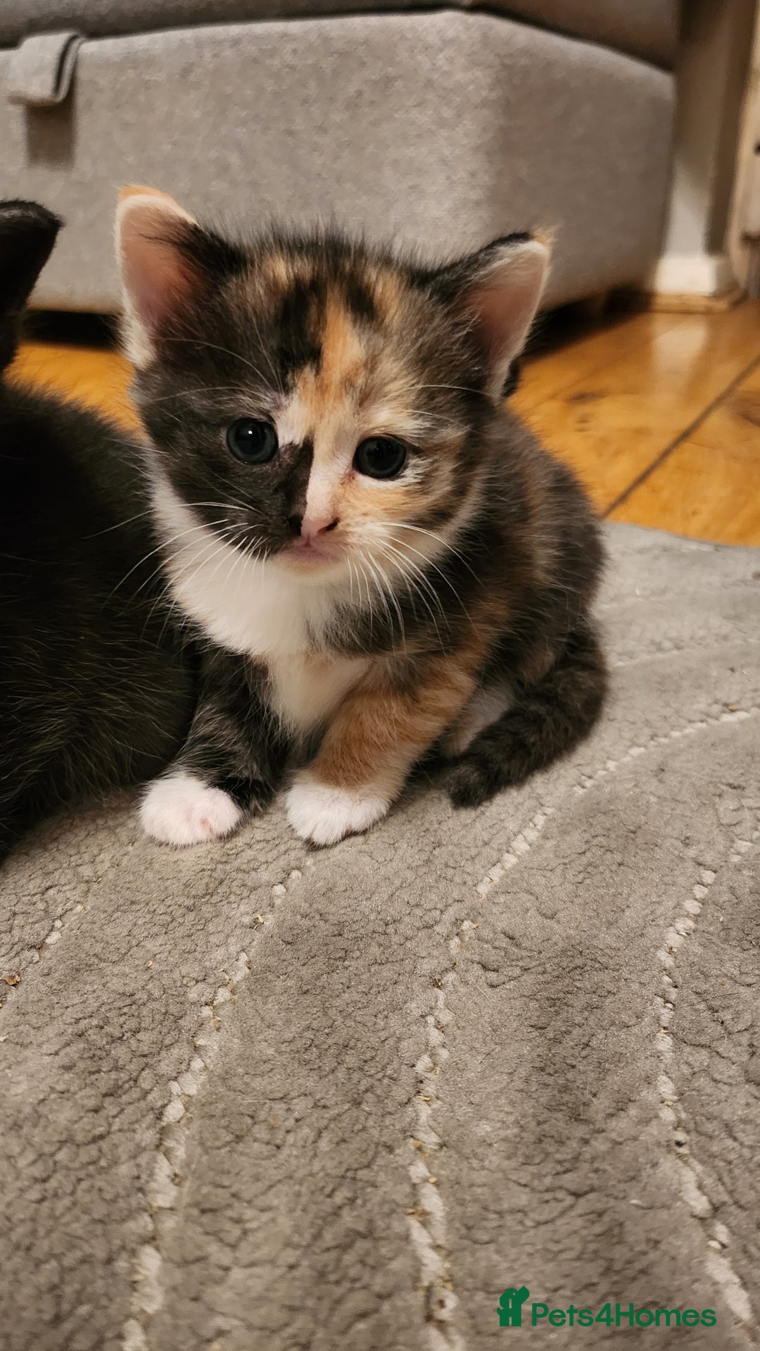 Mixed Breed cats for sale: Half maincoon half domestic tom - Image 3