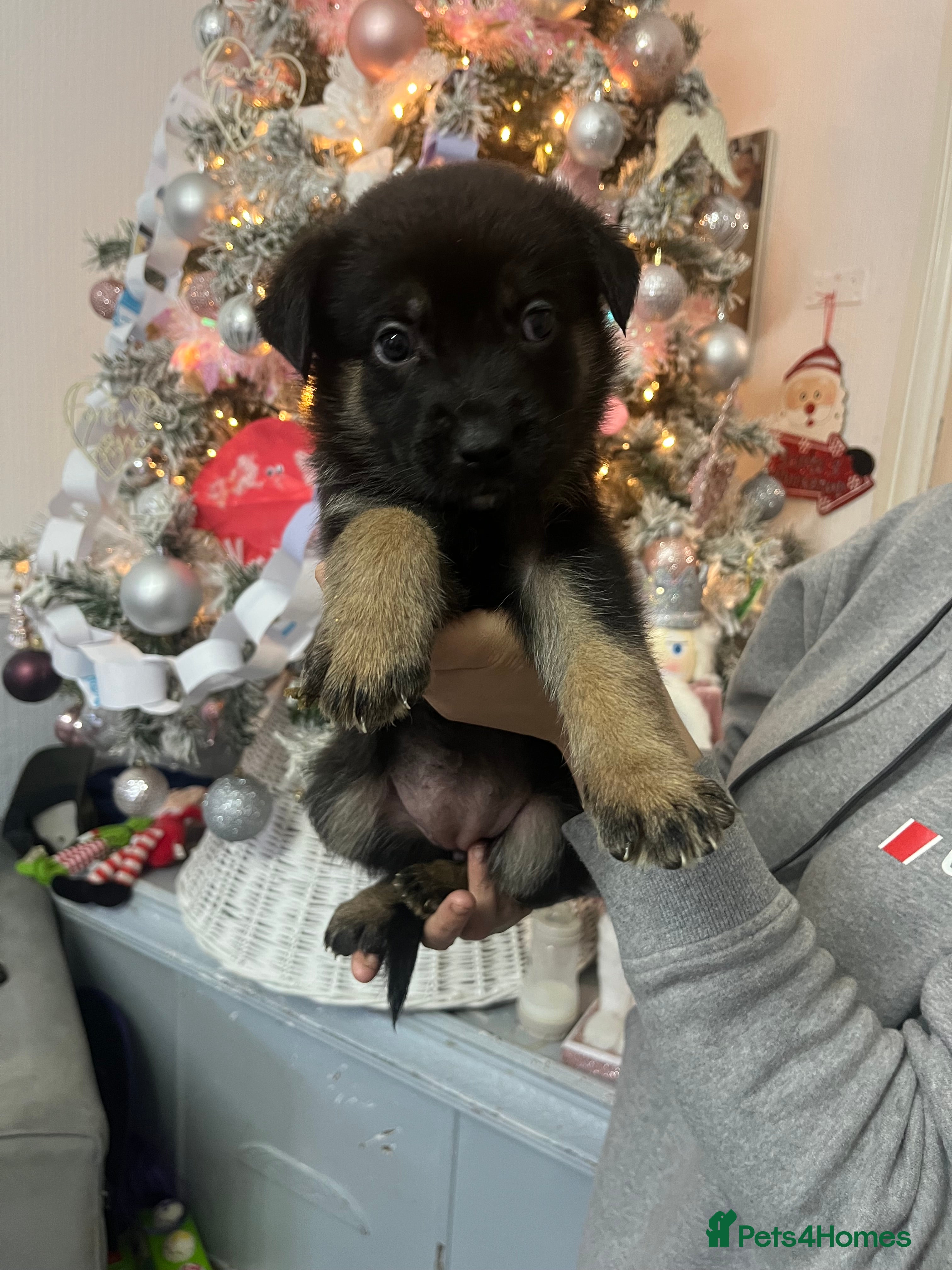 Mixed Breed dogs 7 belgian malinois mix cross German shepherd  - Advert 3