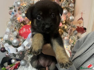 Mixed Breed dogs 7 belgian malinois mix cross German shepherd - Advert 3