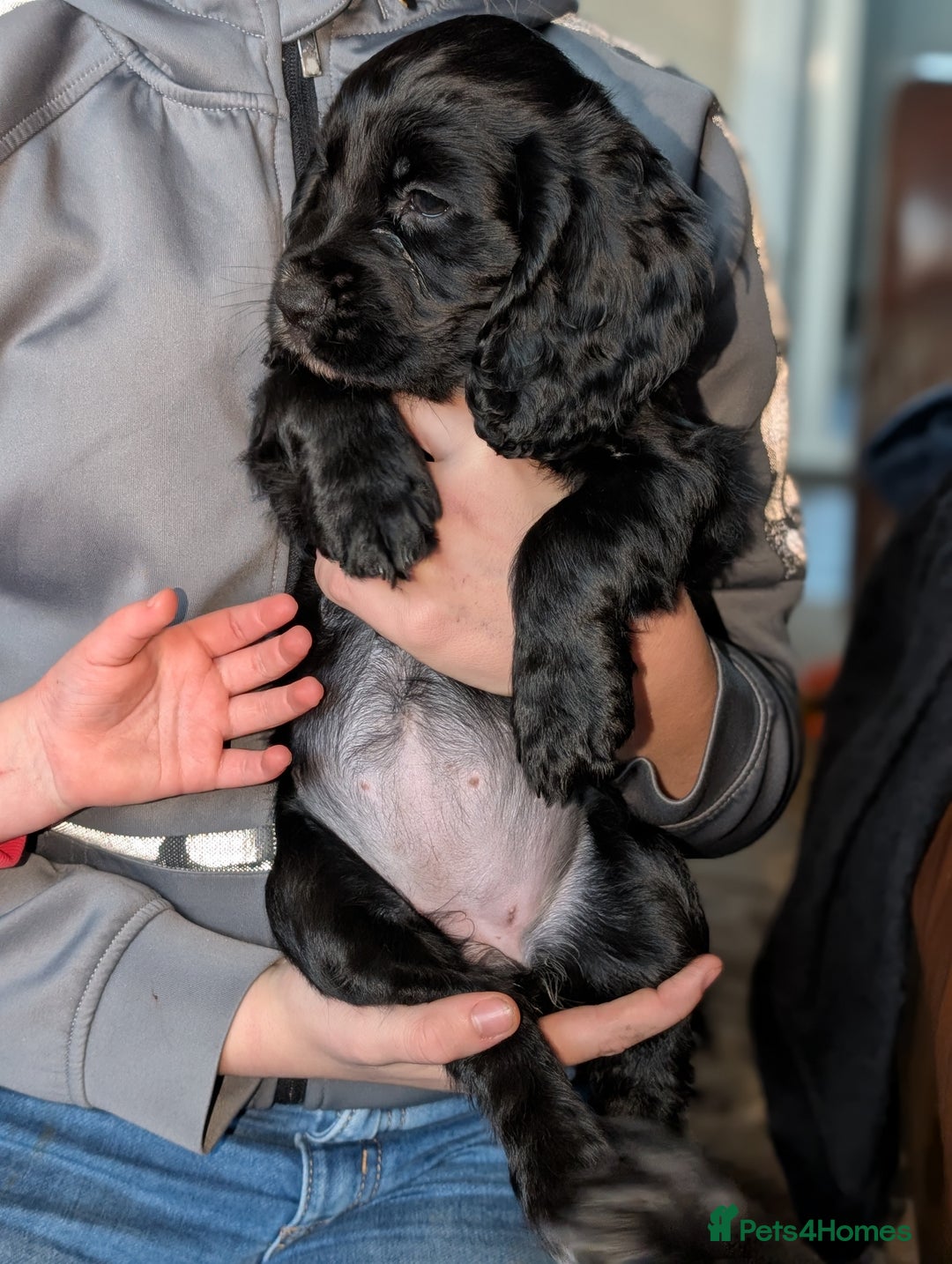 Cocker Spaniel dogs for sale: 🐾 Working Cocker Spaniel Puppies 🐾 - Advert 21