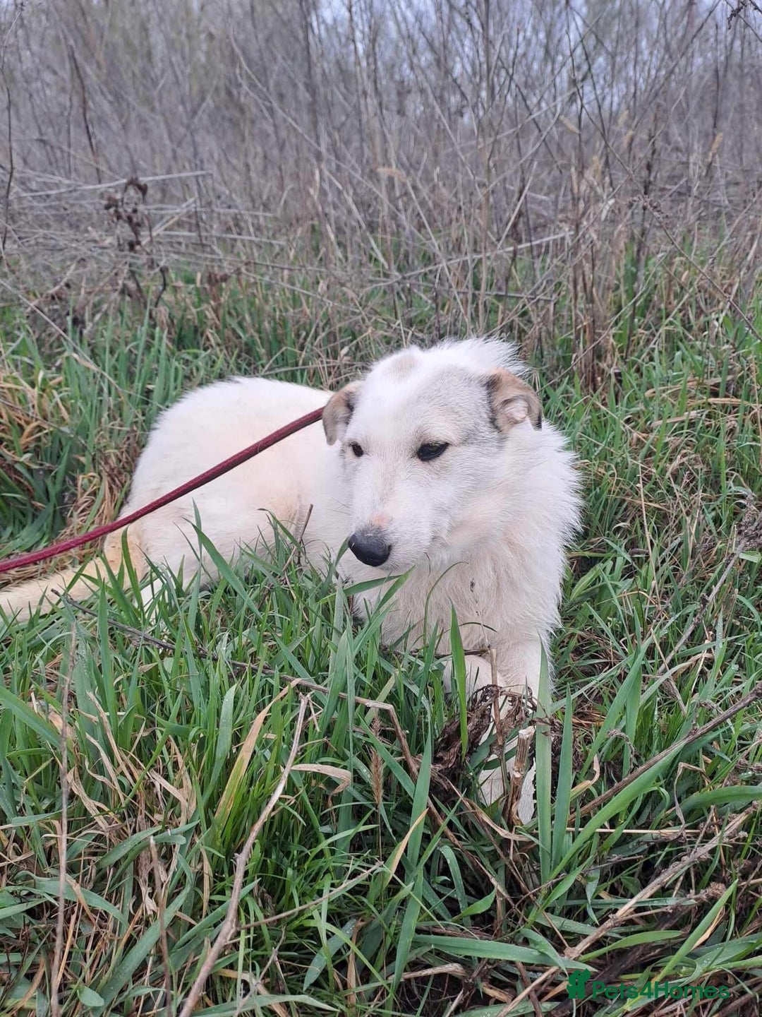 Mixed Breed dogs for adoption: Elena - Marlborough Wiltshire  - Advert 11