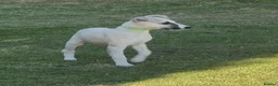 Whippet dogs for sale: Beautiful KC Whippet boy Puppy  - Advert 17