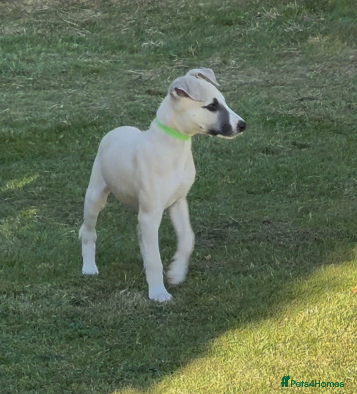 Whippet dogs Fawn Whippet Puppies show breeding lines - Advert 9