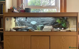Bearded Dragon reptiles for sale: Female bearded dragon complete with enclosure  - Image 4
